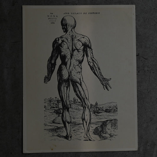 Medical advertisements Ⅴ｛RB-01114｝
