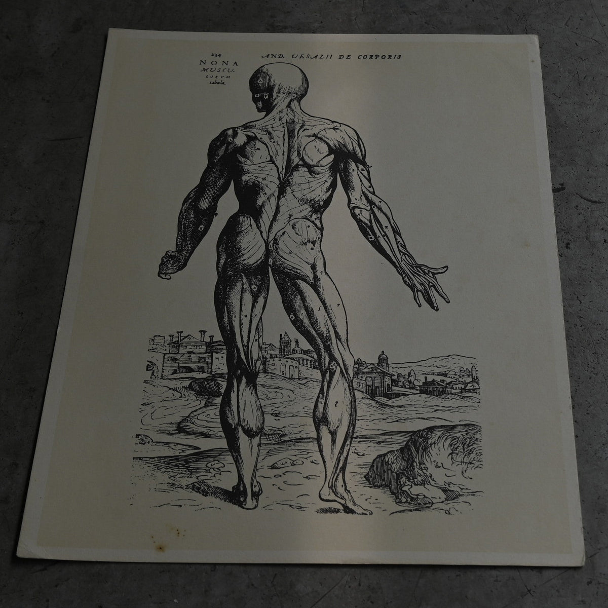 Medical advertisements Ⅴ｛RB-01114｝