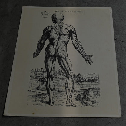 Medical advertisements Ⅴ｛RB-01114｝