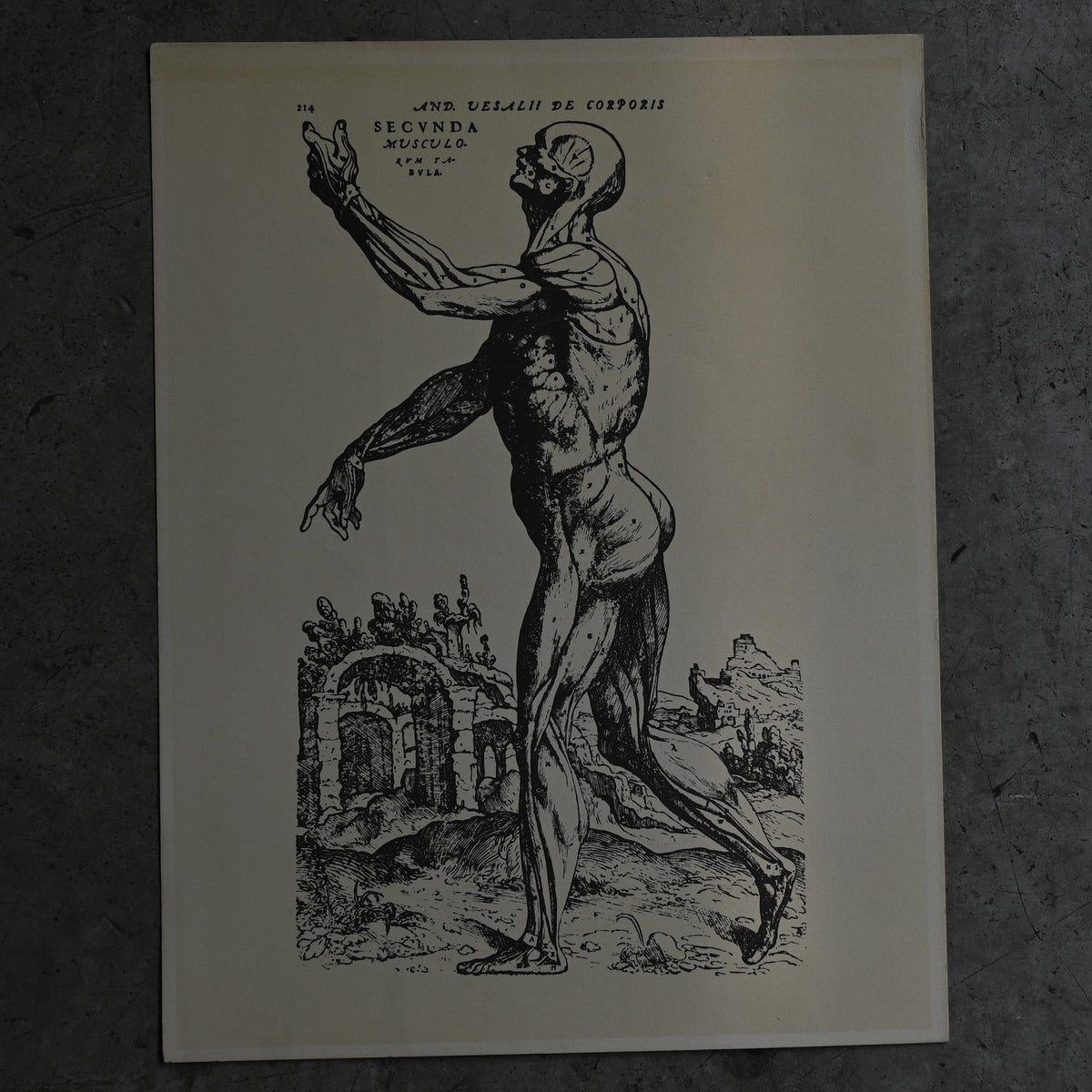 Medical advertisements Ⅵ｛RB-01115｝