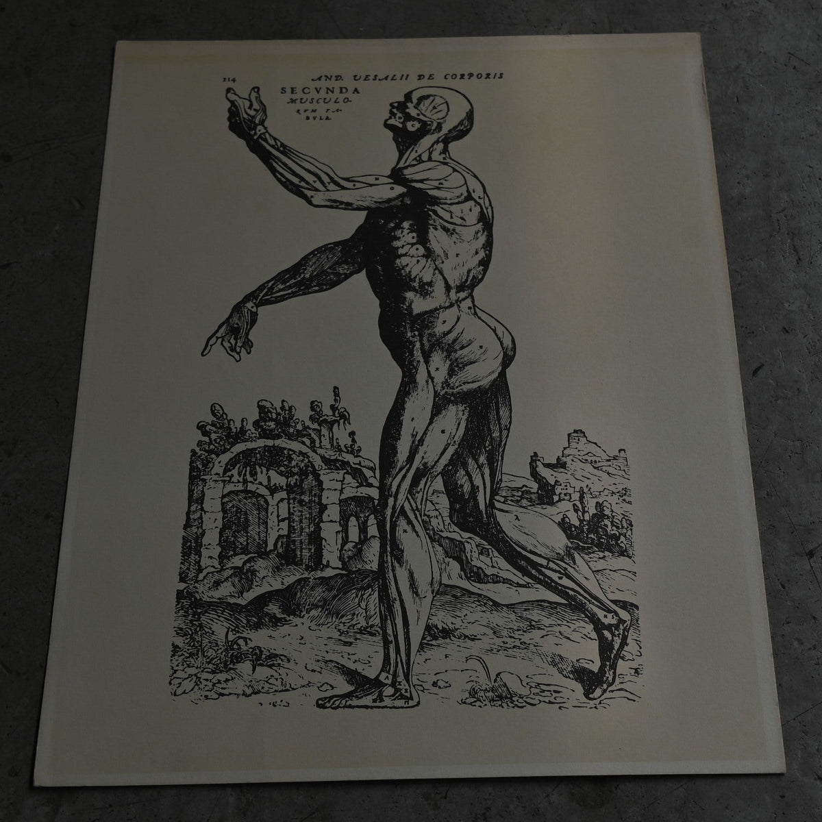 Medical advertisements Ⅵ｛RB-01115｝