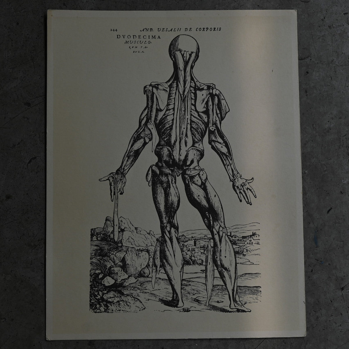 Medical advertisements Ⅶ｛RB-01116｝