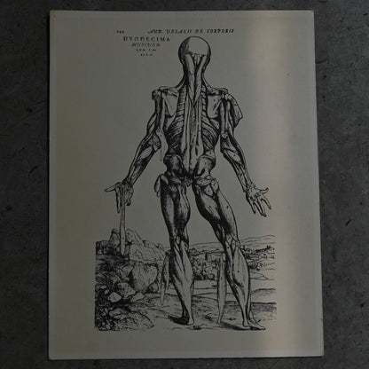 Medical advertisements Ⅶ｛RB-01116｝