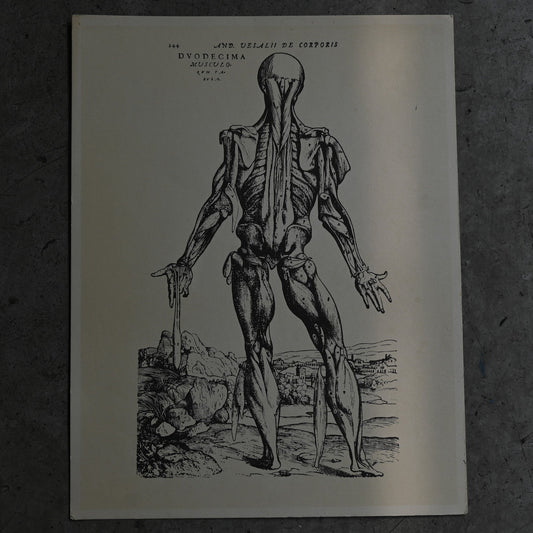 Medical advertisements Ⅶ｛RB-01116｝