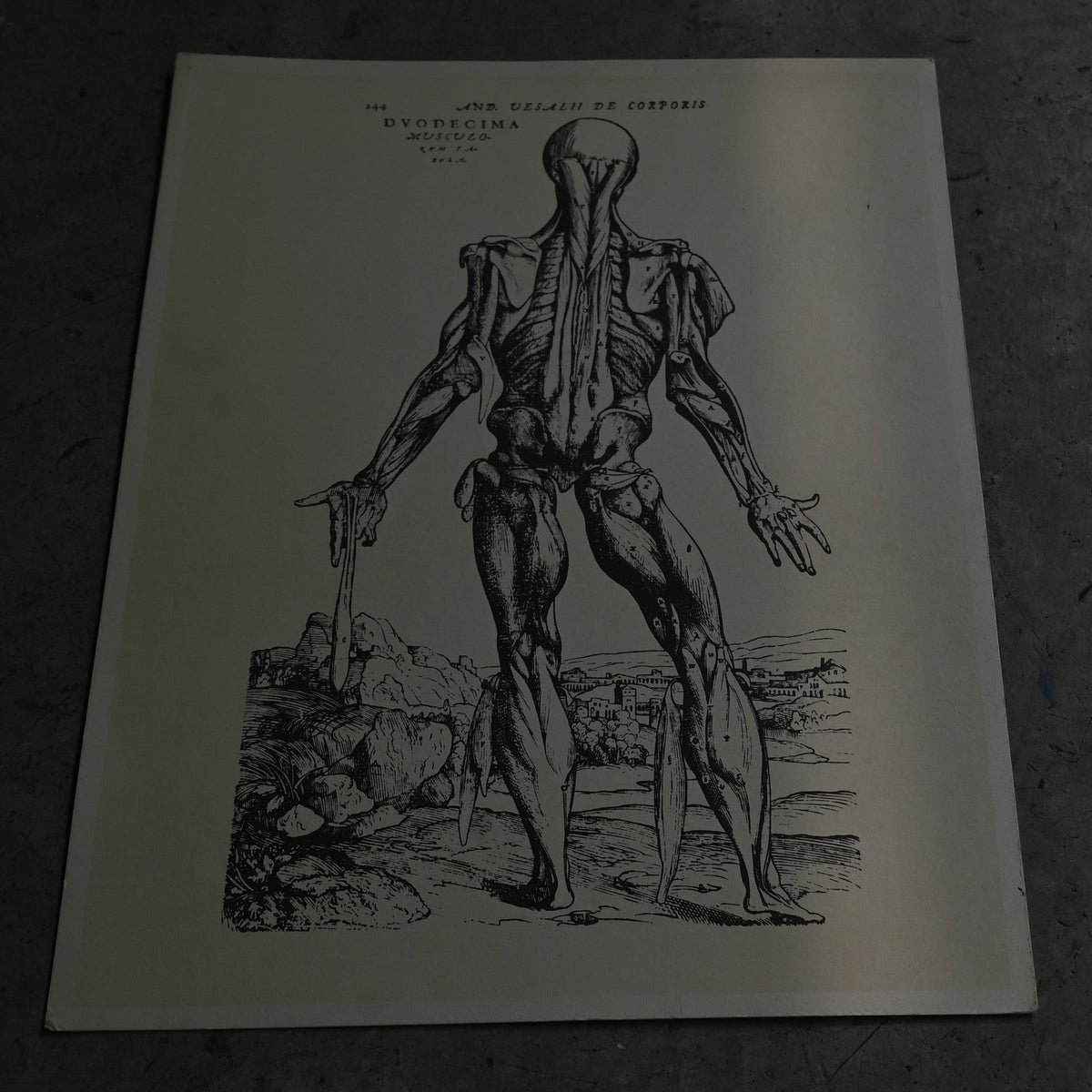 Medical advertisements Ⅶ｛RB-01116｝