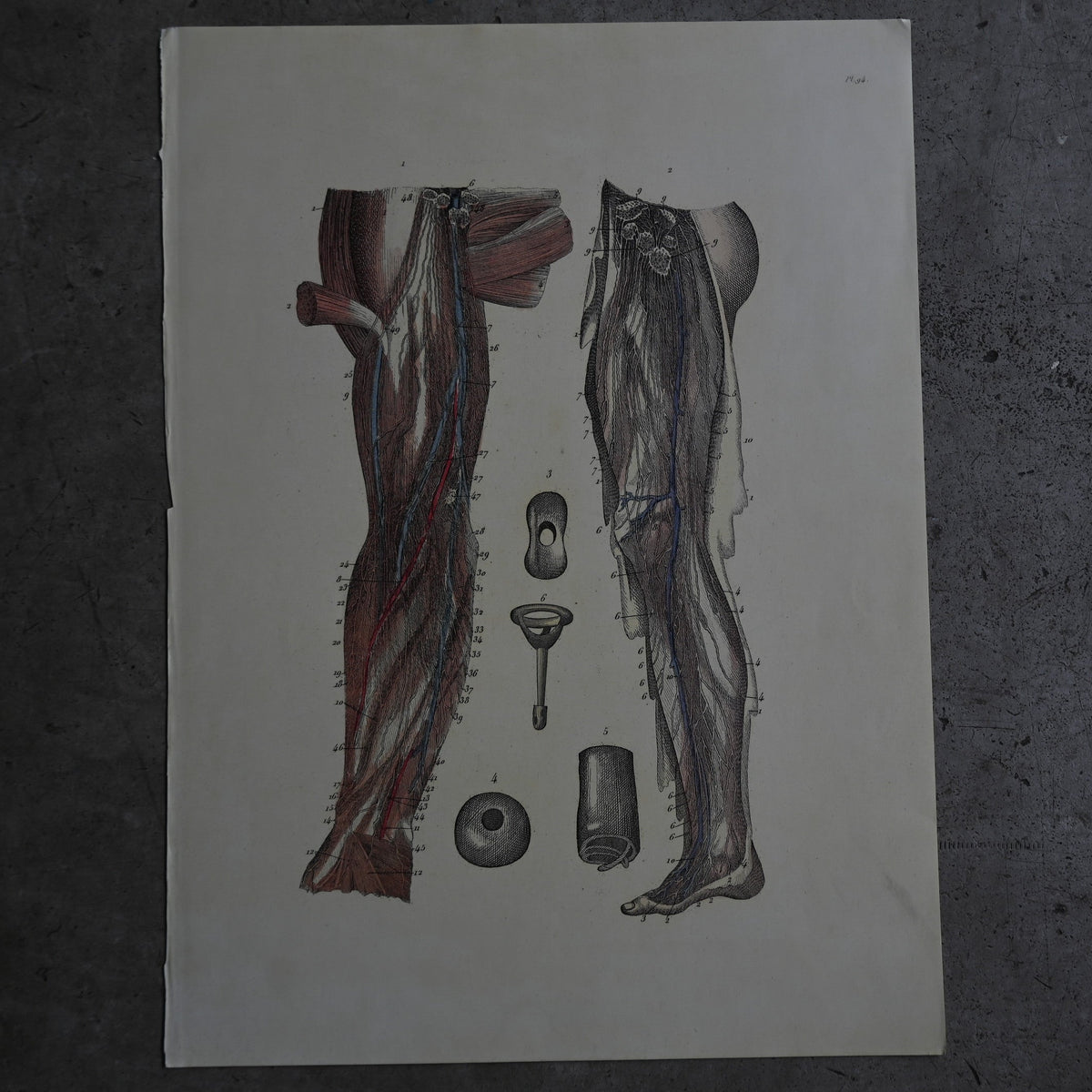 Anatomical Print  PI.94｛RB-01138｝
