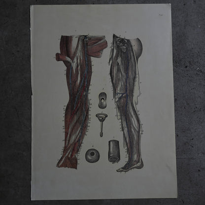 Anatomical Print  PI.94｛RB-01138｝