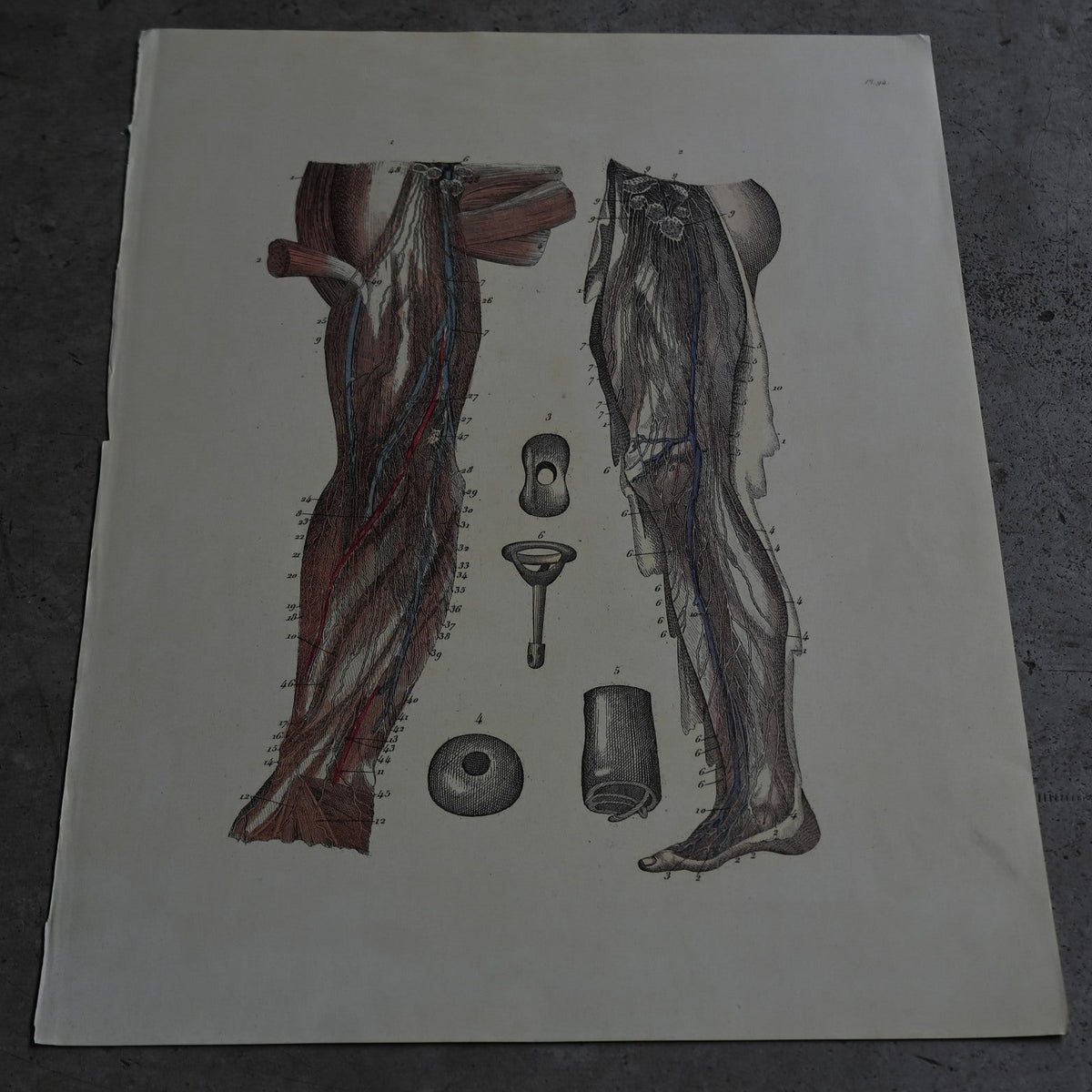 Anatomical Print  PI.94｛RB-01138｝