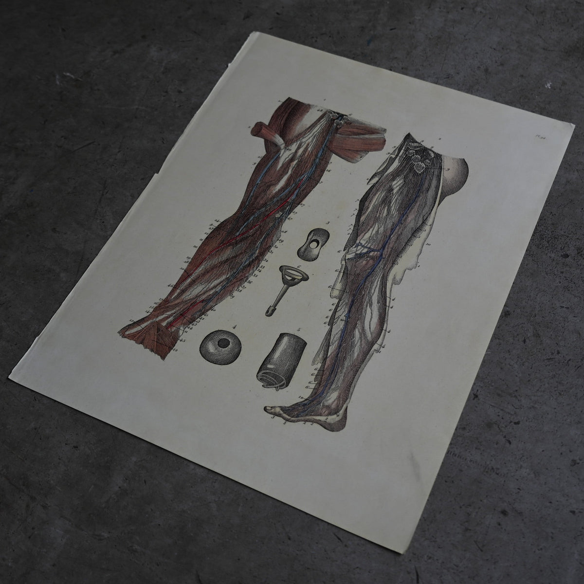 Anatomical Print  PI.94｛RB-01138｝