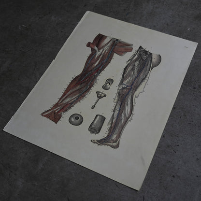 Anatomical Print  PI.94｛RB-01138｝