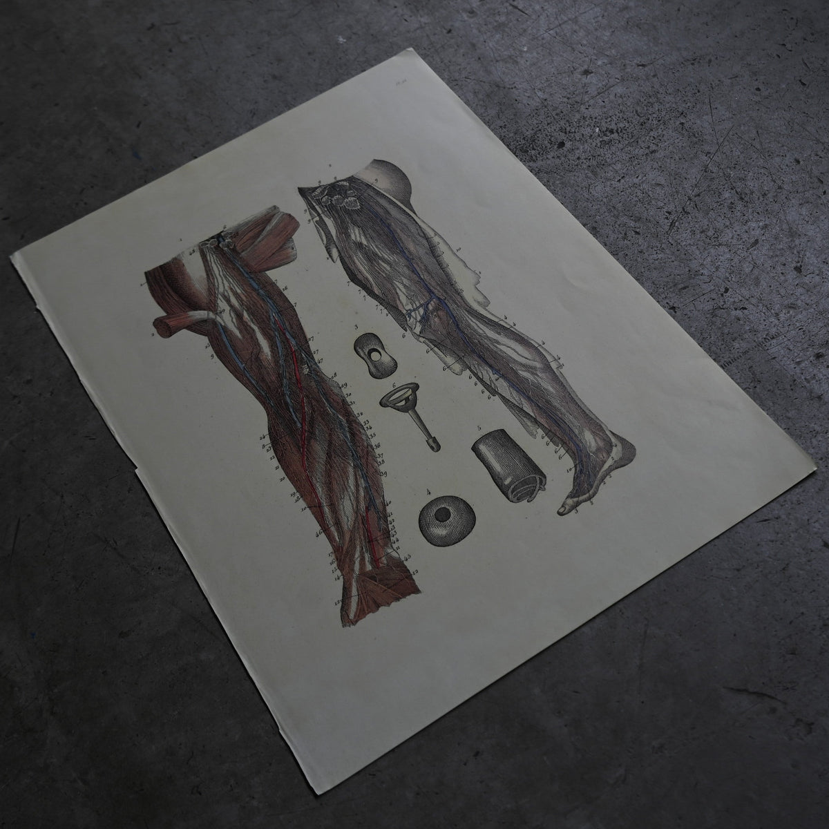 Anatomical Print  PI.94｛RB-01138｝