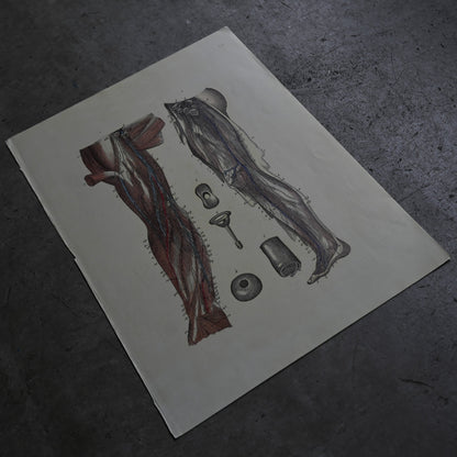 Anatomical Print  PI.94｛RB-01138｝