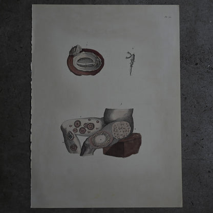 Anatomical Print  PI.52｛RB-01133｝