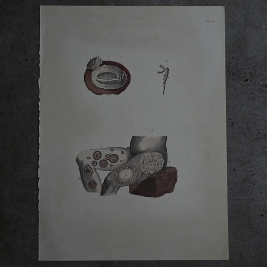 Anatomical Print  PI.52｛RB-01133｝