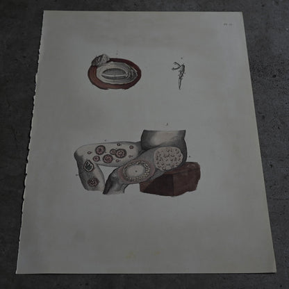 Anatomical Print  PI.52｛RB-01133｝