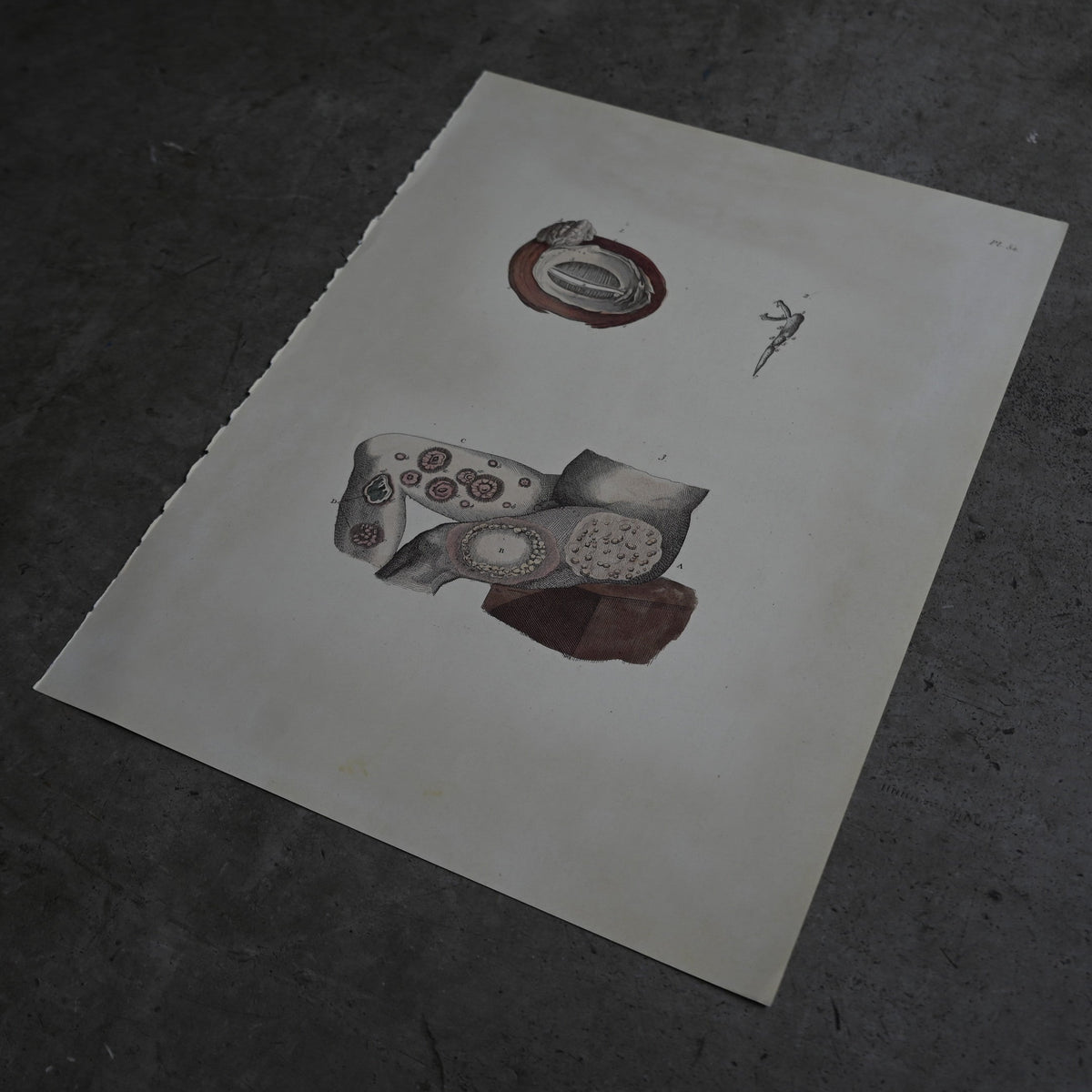 Anatomical Print  PI.52｛RB-01133｝