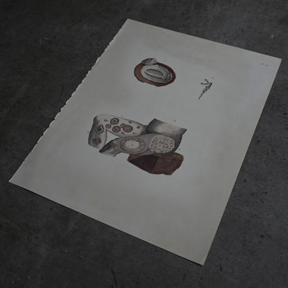 Anatomical Print  PI.52｛RB-01133｝