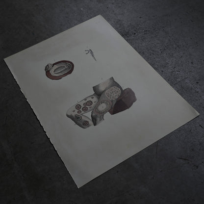 Anatomical Print  PI.52｛RB-01133｝