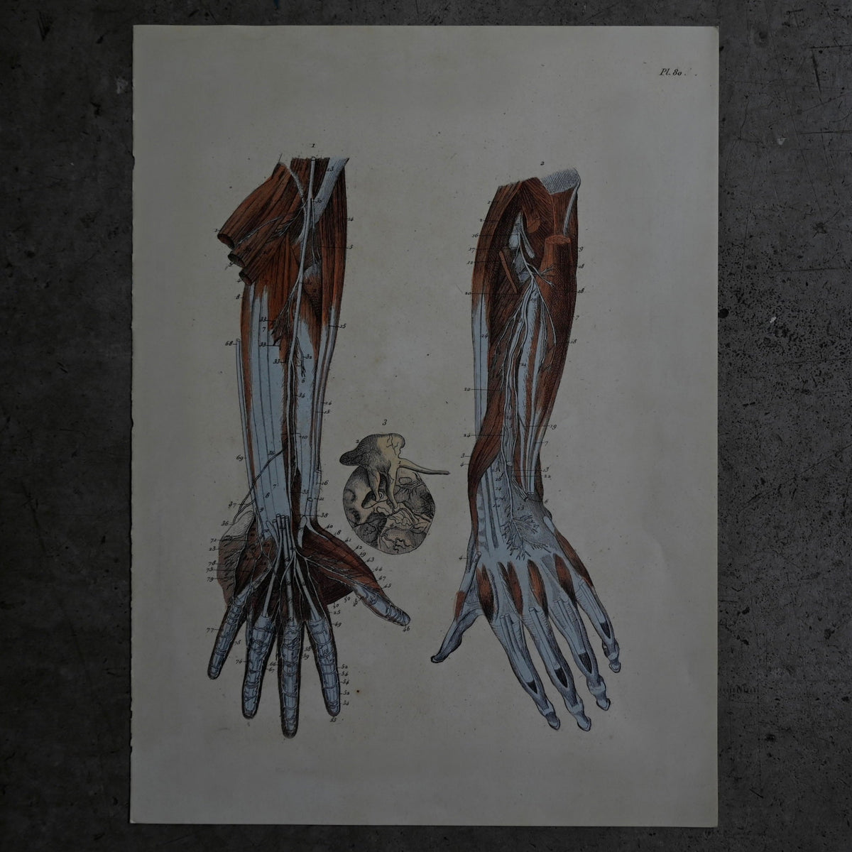 Anatomical Print  PI.80｛RB-01135｝