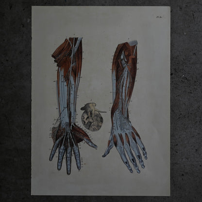 Anatomical Print  PI.80｛RB-01135｝