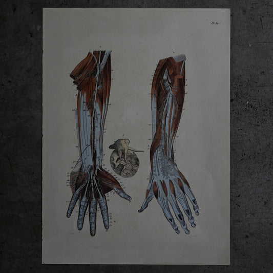 Anatomical Print  PI.80｛RB-01135｝