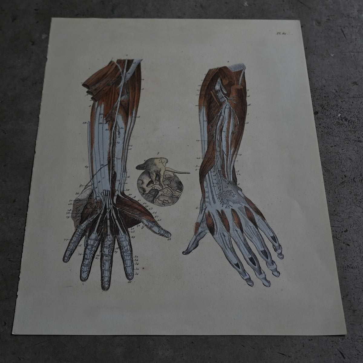 Anatomical Print  PI.80｛RB-01135｝