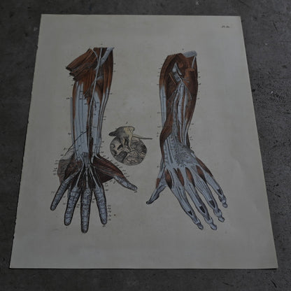 Anatomical Print  PI.80｛RB-01135｝