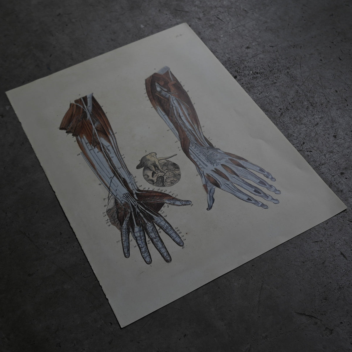 Anatomical Print  PI.80｛RB-01135｝