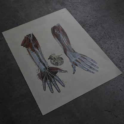 Anatomical Print  PI.80｛RB-01135｝