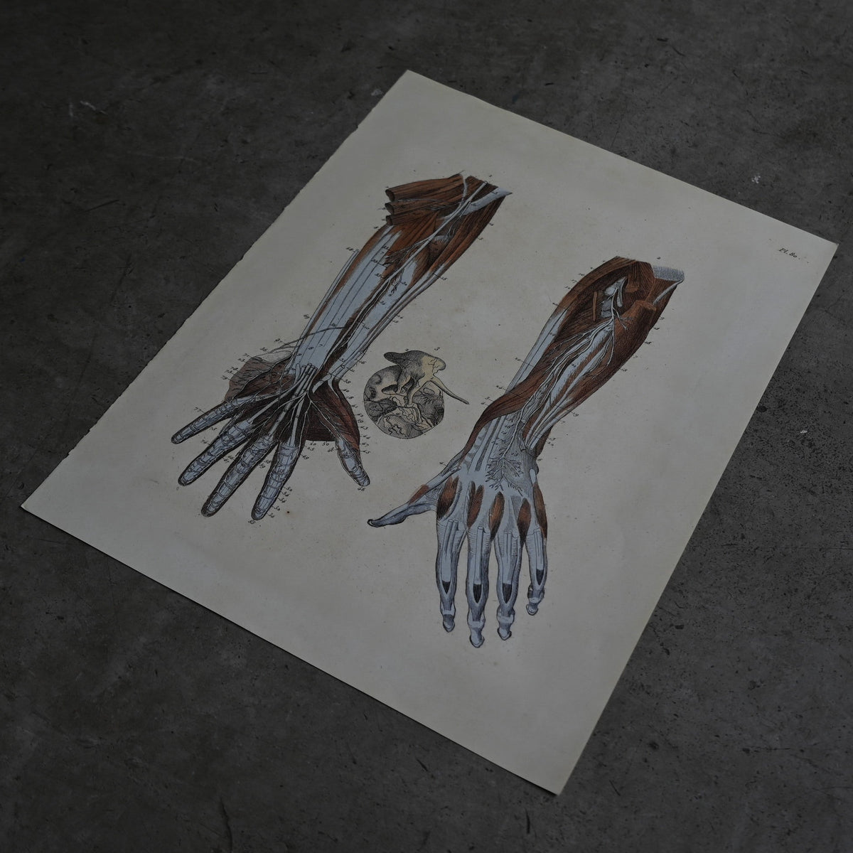 Anatomical Print  PI.80｛RB-01135｝