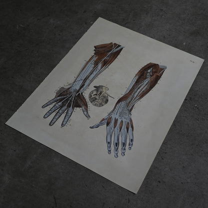 Anatomical Print  PI.80｛RB-01135｝