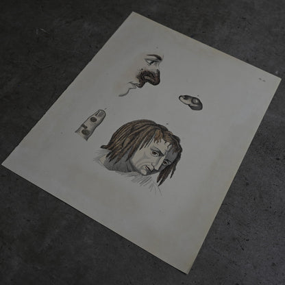 Anatomical Print  PI.56｛RB-01134｝