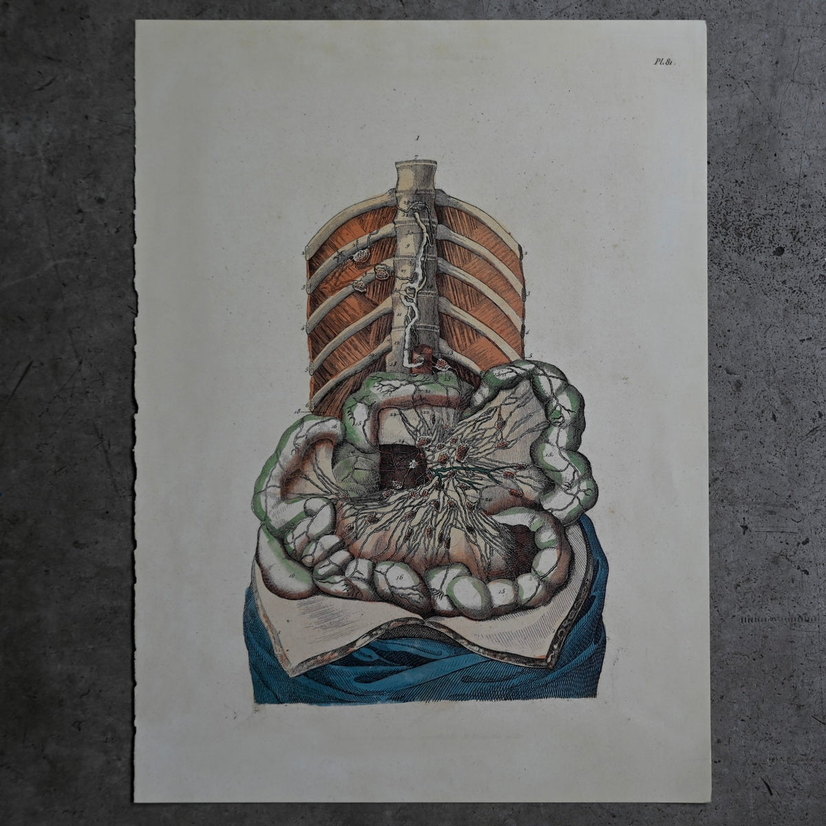 Anatomical Print  PI.81｛RB-01136｝