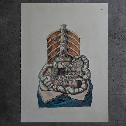 Anatomical Print  PI.81｛RB-01136｝