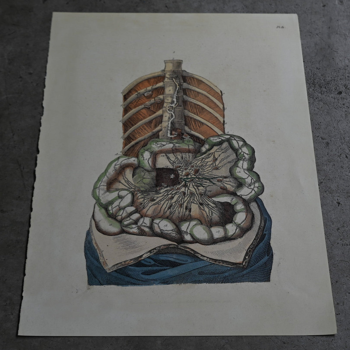 Anatomical Print  PI.81｛RB-01136｝