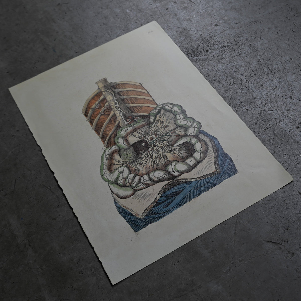Anatomical Print  PI.81｛RB-01136｝