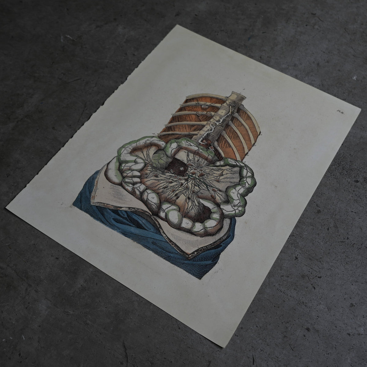 Anatomical Print  PI.81｛RB-01136｝