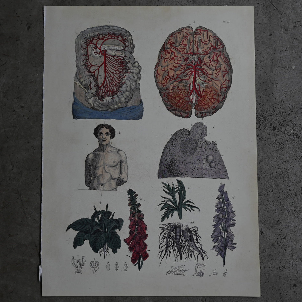 Anatomical Print  PI.15｛RB-01127｝
