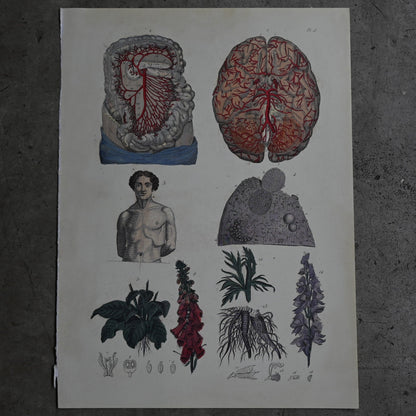 Anatomical Print  PI.15｛RB-01127｝