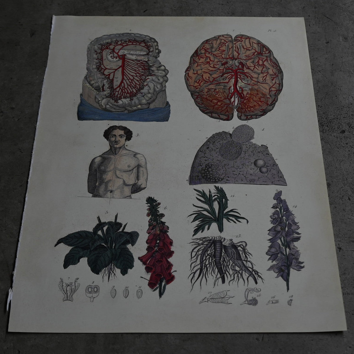 Anatomical Print  PI.15｛RB-01127｝