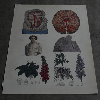 Anatomical Print  PI.15｛RB-01127｝