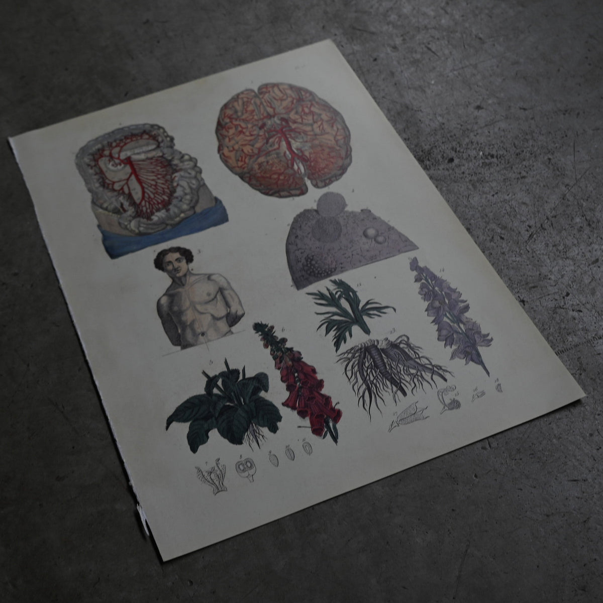 Anatomical Print  PI.15｛RB-01127｝
