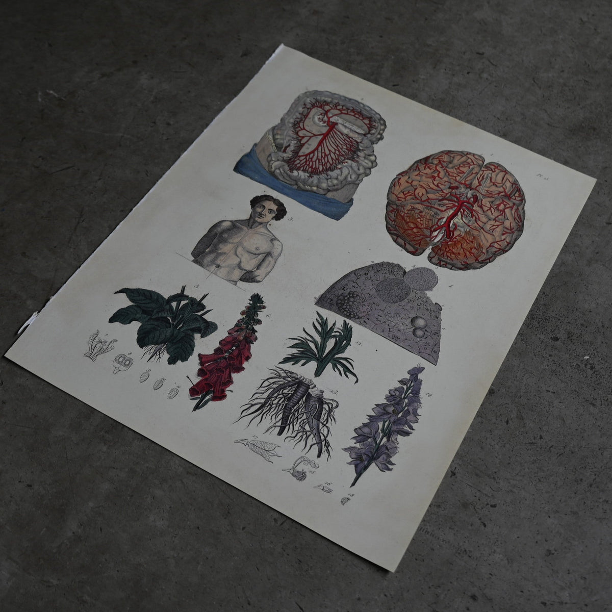 Anatomical Print  PI.15｛RB-01127｝