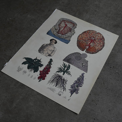 Anatomical Print  PI.15｛RB-01127｝