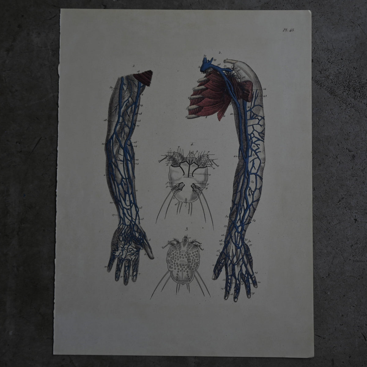 Anatomical Print  PI.45｛RB-01132｝