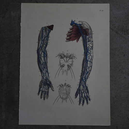 Anatomical Print  PI.45｛RB-01132｝
