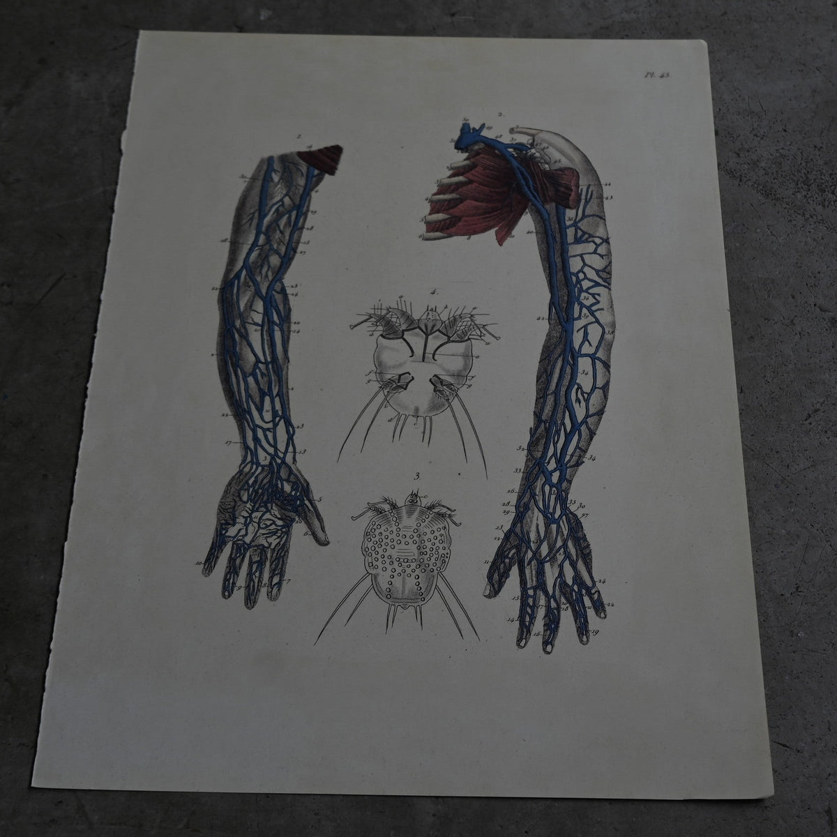 Anatomical Print  PI.45｛RB-01132｝