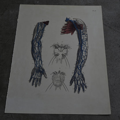 Anatomical Print  PI.45｛RB-01132｝