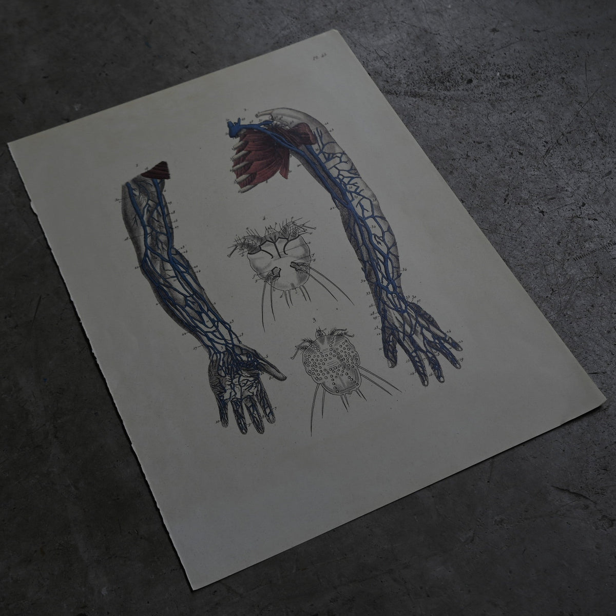 Anatomical Print  PI.45｛RB-01132｝
