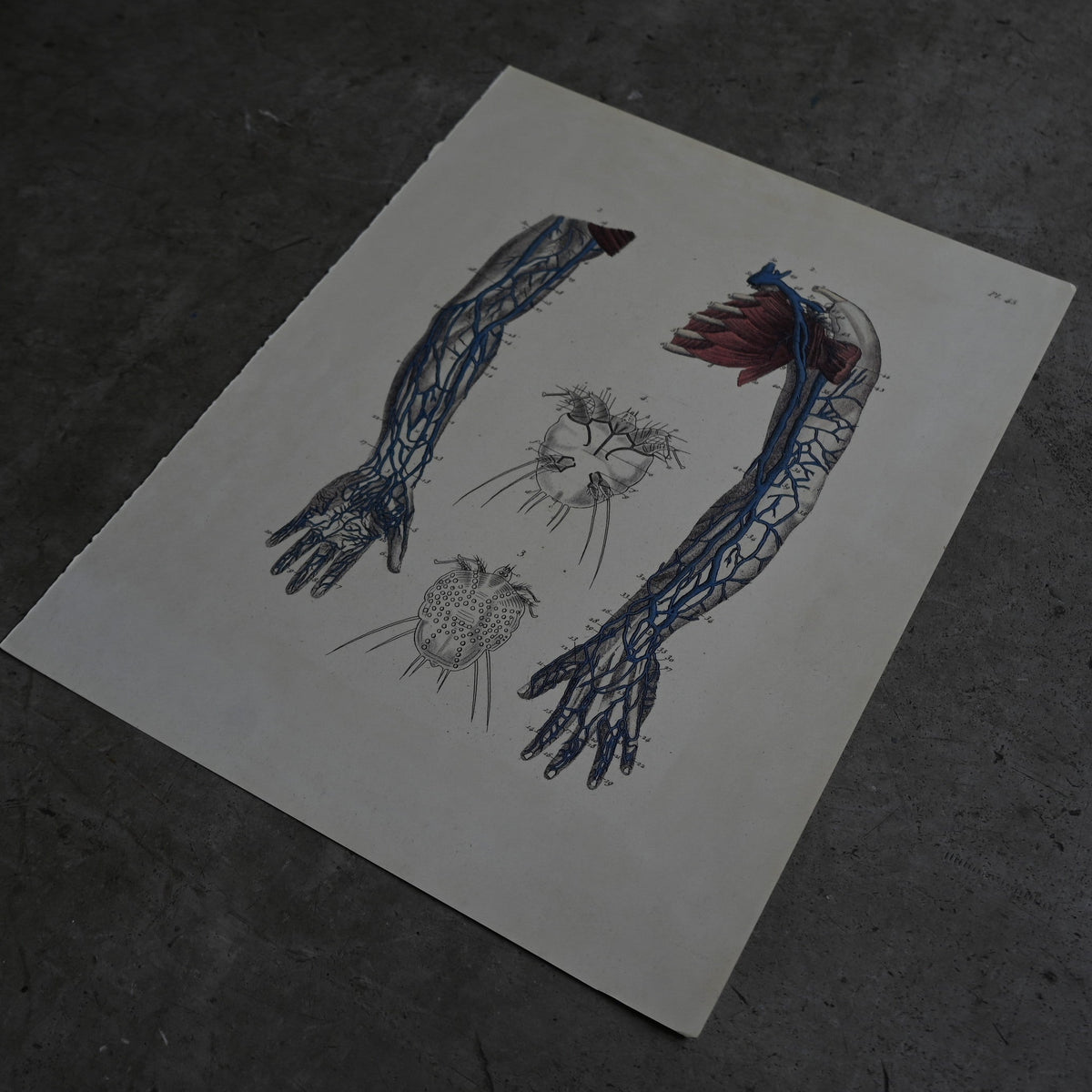 Anatomical Print  PI.45｛RB-01132｝